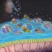 Drug-free nasal spray blocks, neutralizes viruses, bacteria