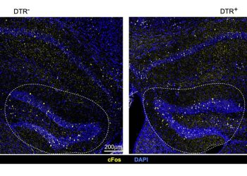 The brain’s gatekeepers