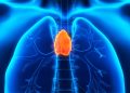 Thymus may be critical to adult health