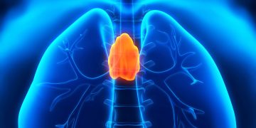 Thymus may be critical to adult health